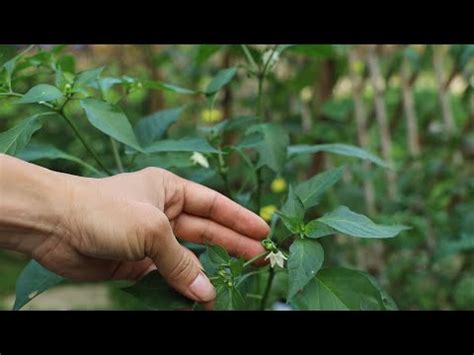 帷意思 辣椒樹開花